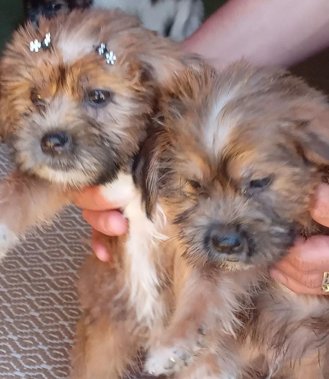 Cachorros - Foto 4