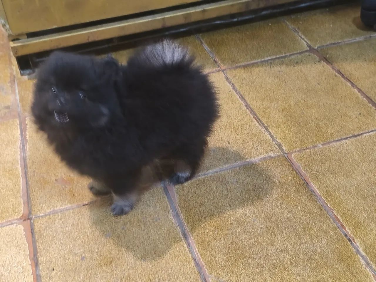 Spitz alemão macho - Foto 4