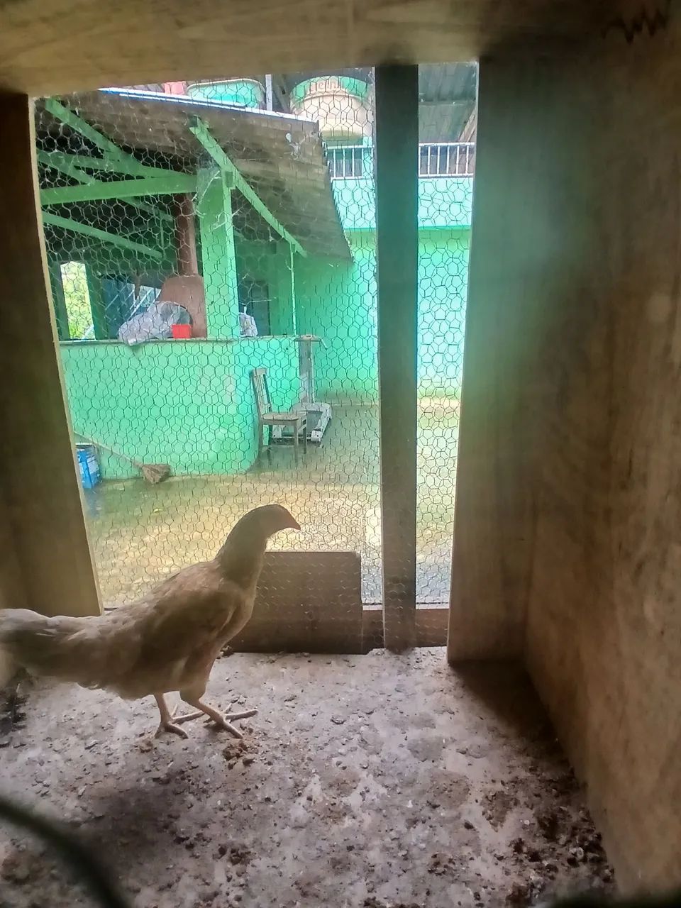 Galo e galinha  - Foto 2