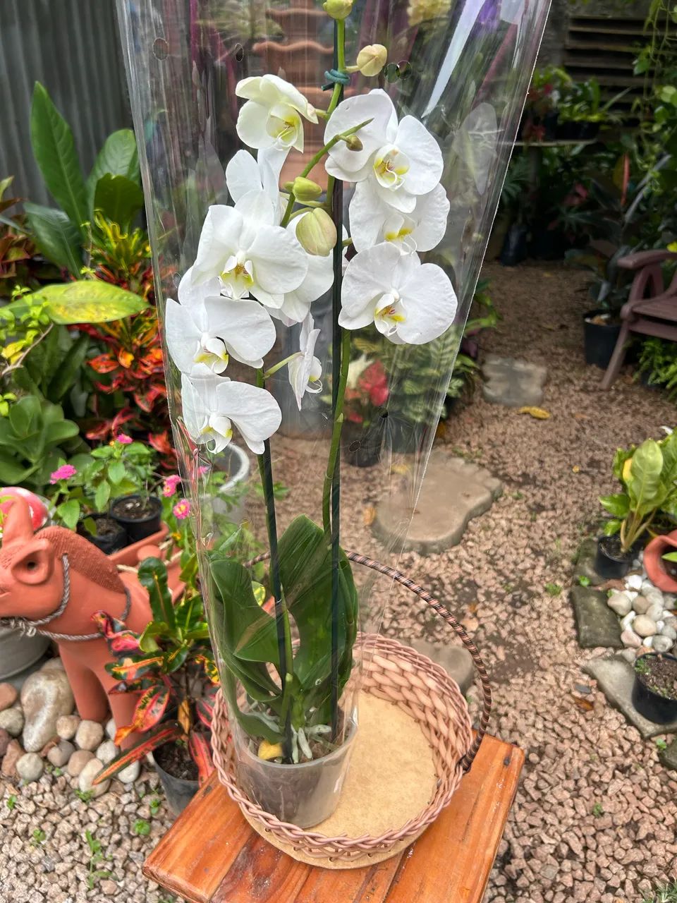 Orquídeas  - Foto 2