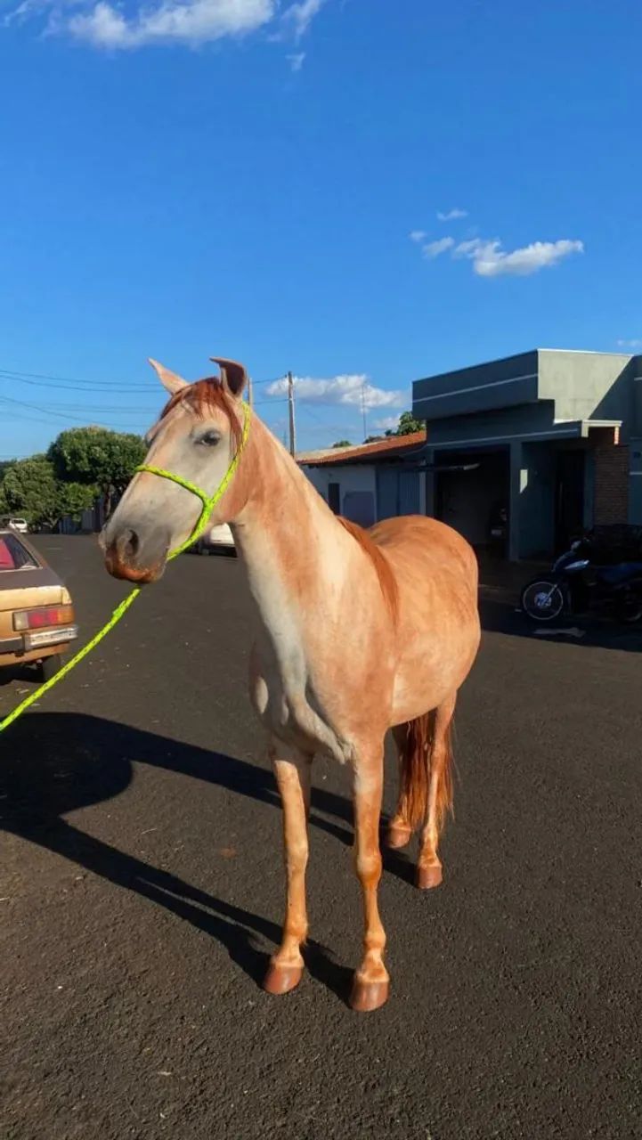 Vendo ou troco égua por outra égua, 