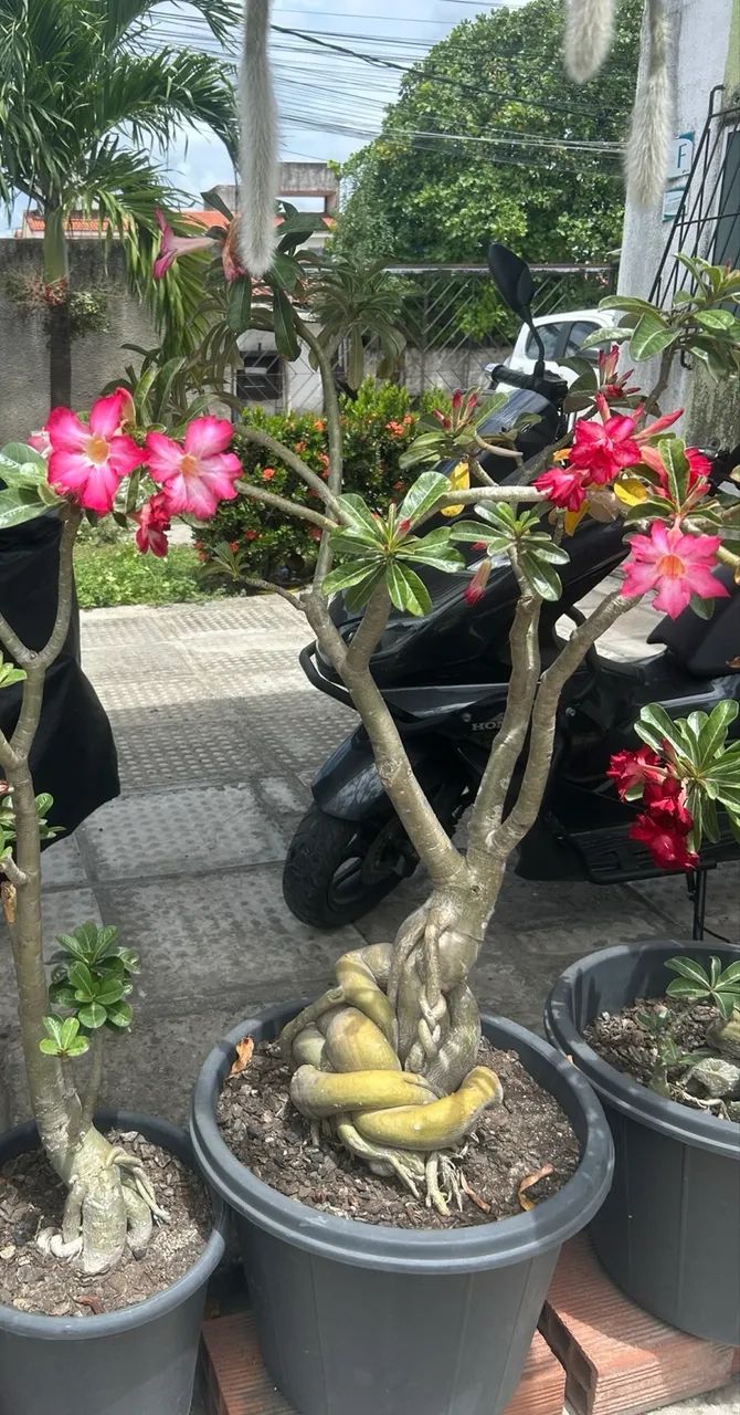 Rosas do Deserto com +10 anos