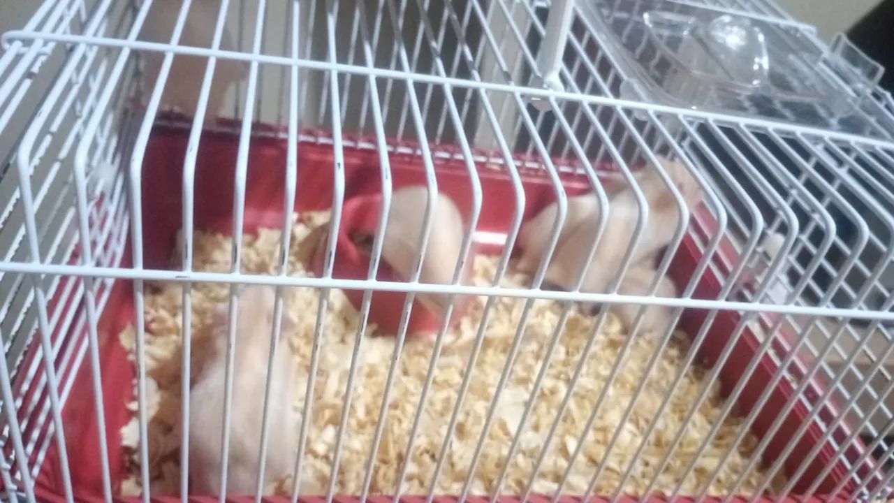 Hamster bege - Foto 2