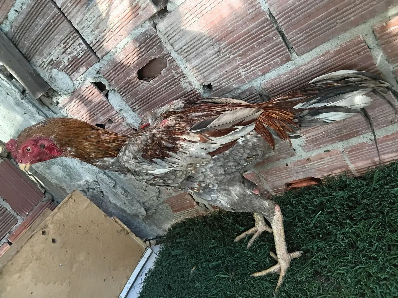 Frango indiano - Foto 2