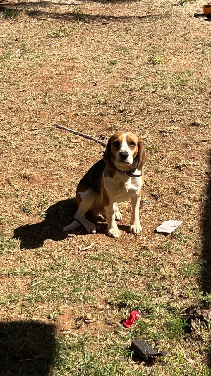 Beagle - bicolor, macho  - Foto 5