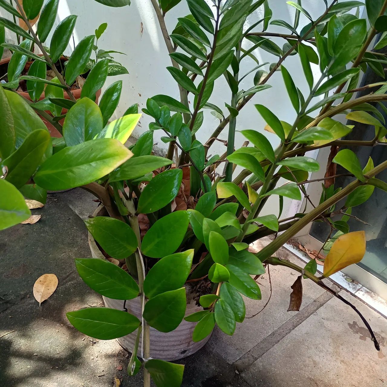 Zamioculca (Zamioculcas zamiifolia), conhecida popularmente como planta da fortuna. 