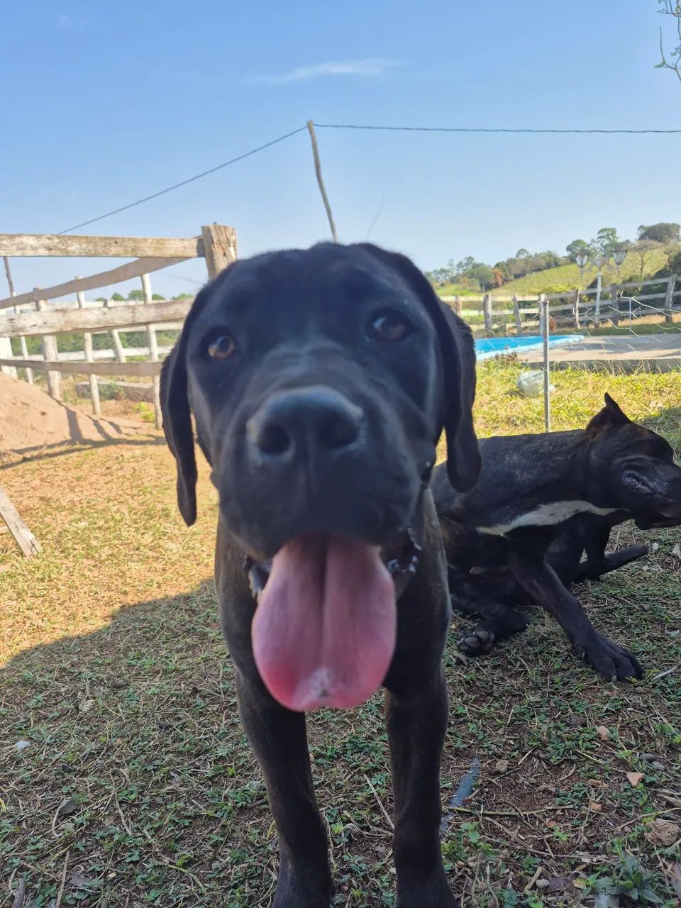 Fêmea cane corso  - Foto 4