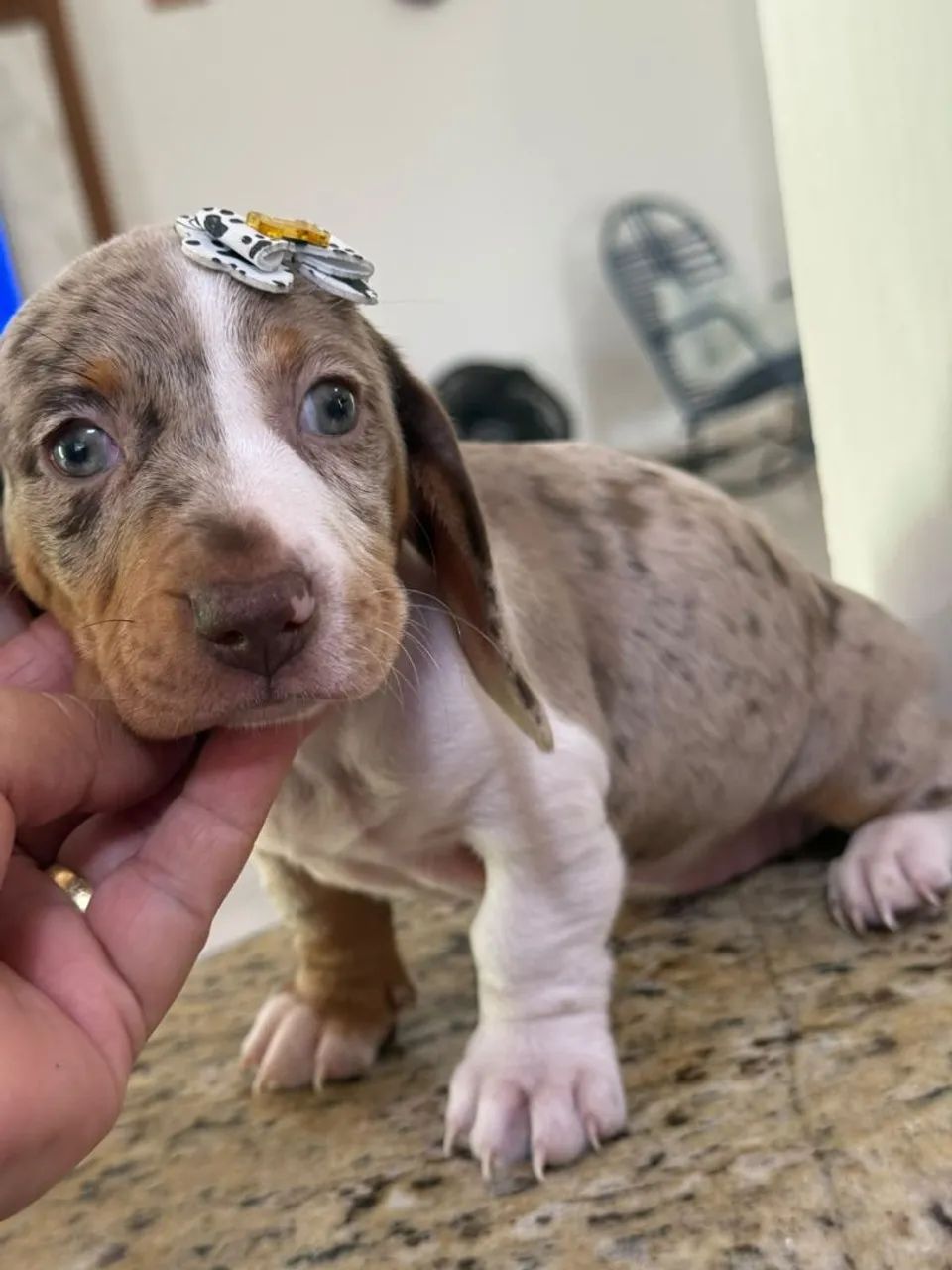 Dachshund /teckel/ salchicha  - Foto 4