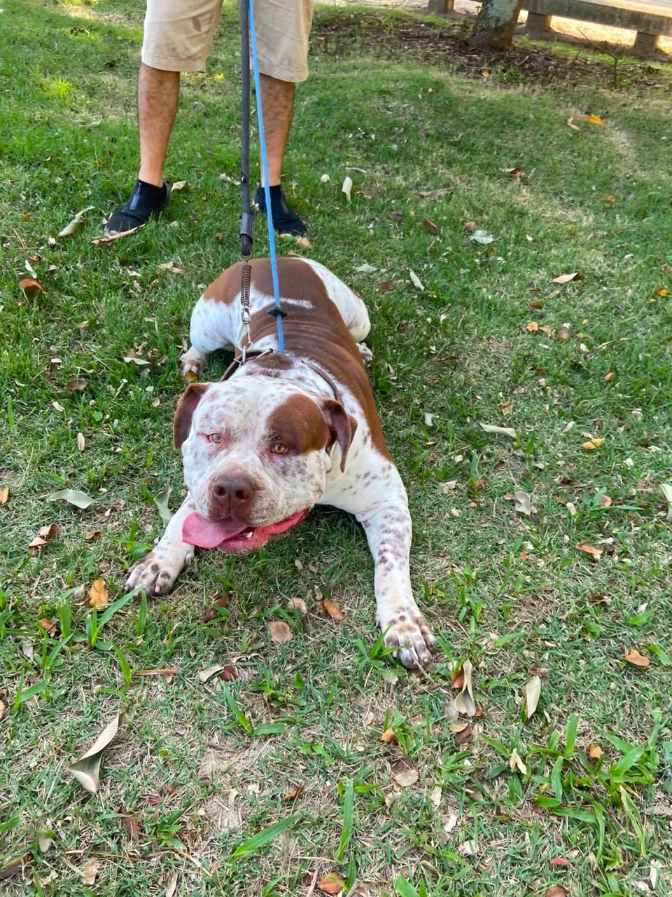 Vendo Pitmonster com 1 ano muito dócil  - Foto 2