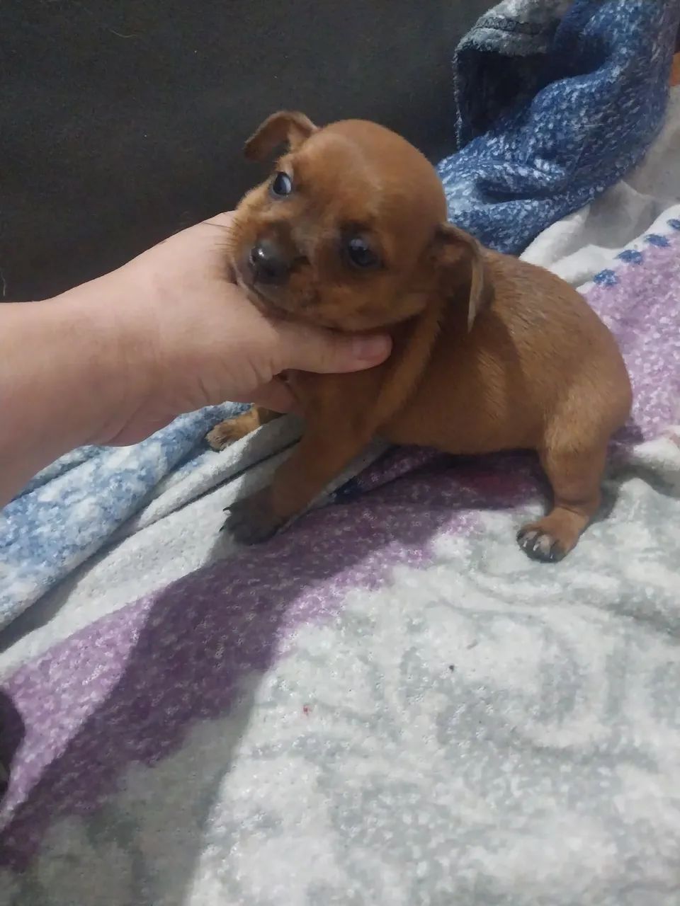 Pinscher  - Foto 2