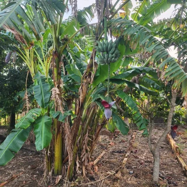 banana - Foto 3