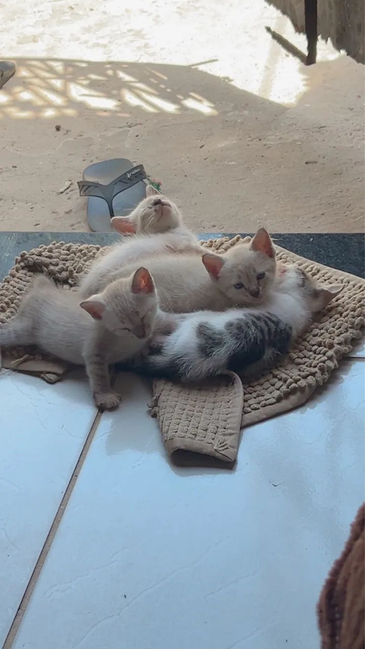 Gatinhos lindos - Foto 3