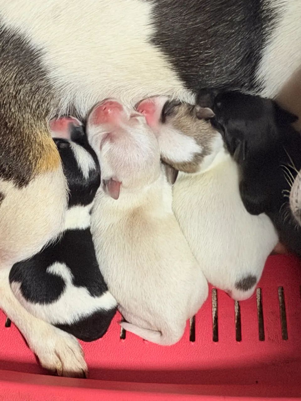 Chihuahua  - Foto 4
