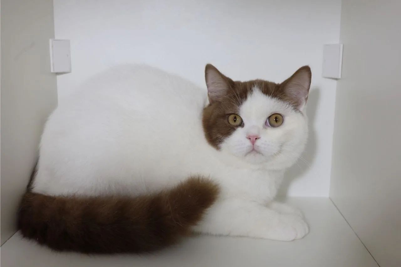 Gato British Shorthair Raro 