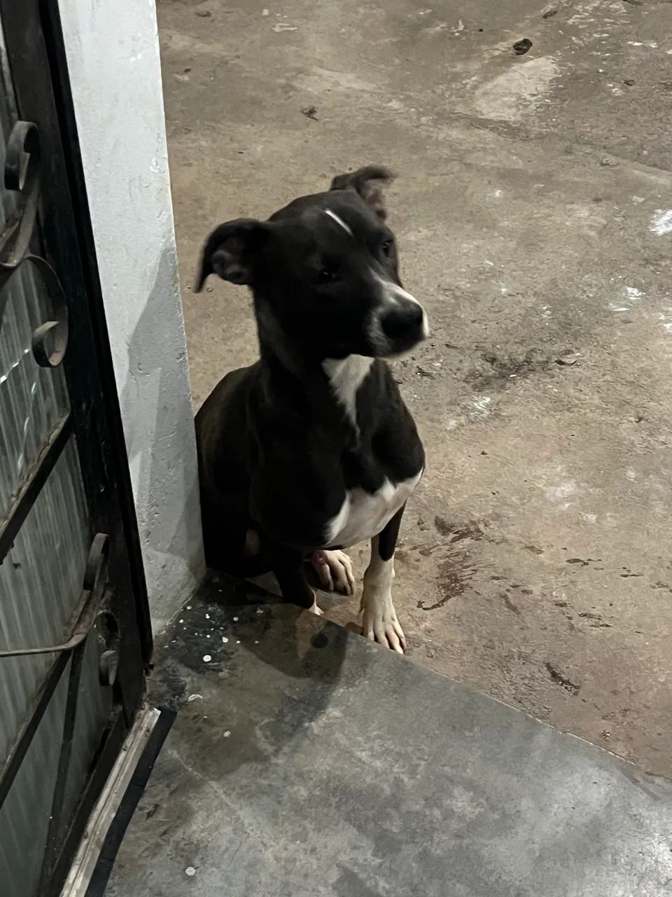 Doa-se cachorro  - Foto 4