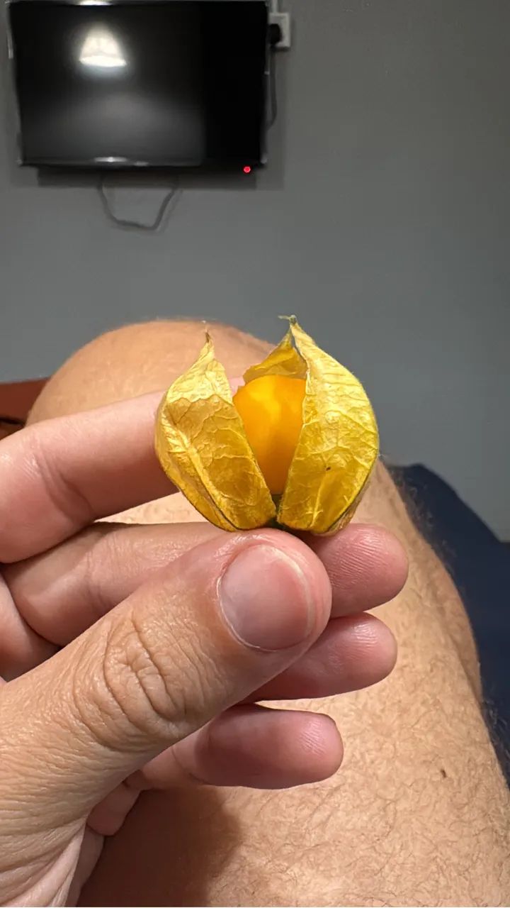 Physalis KG - Foto 2