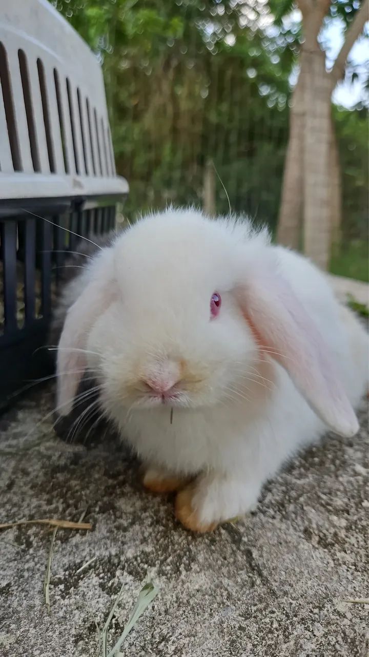 Coelhos Mini Lop - Foto 3