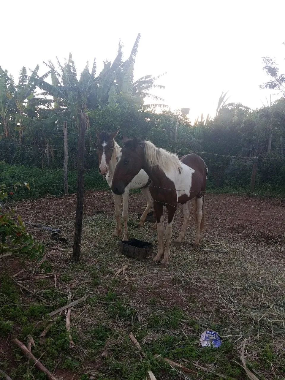 Dois potro manga larga  - Foto 2