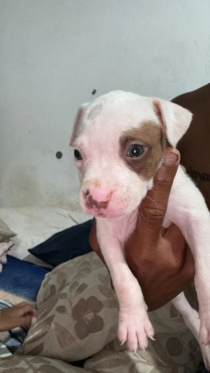Cachorro Pitibul red