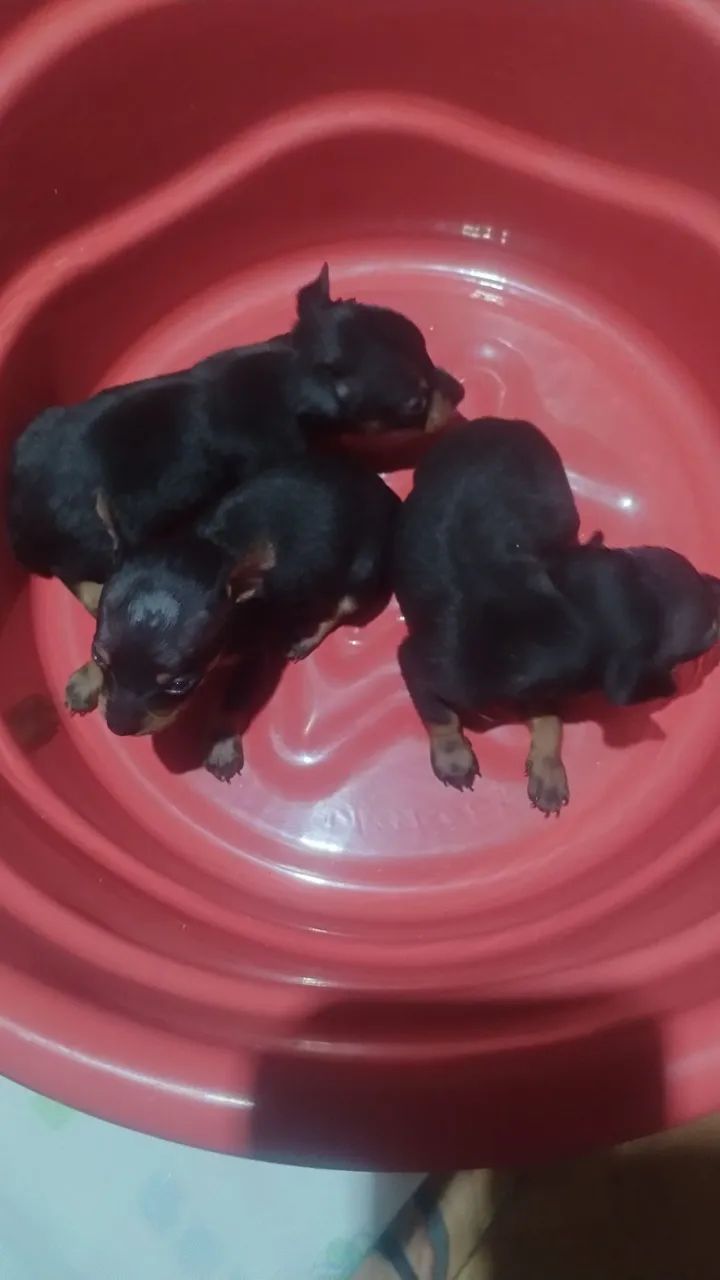 Pinscher número 1  - Foto 3