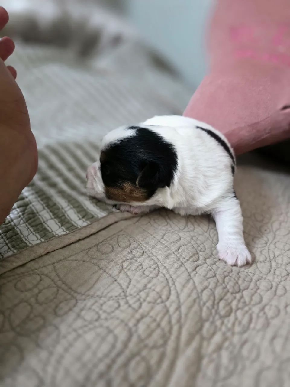 Venda de Jack Russel  - Foto 3