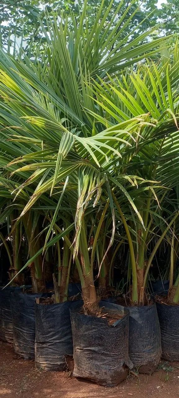MUDAS DE COCO ANÃO - 1,60cm Aproximadamente  - Foto 5