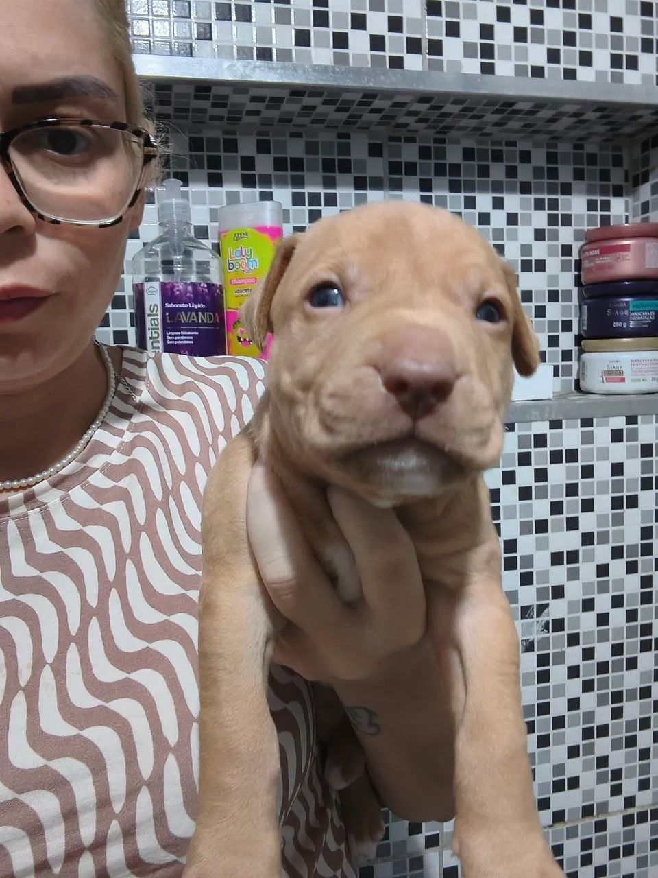 Venda de pitbull - Foto 2