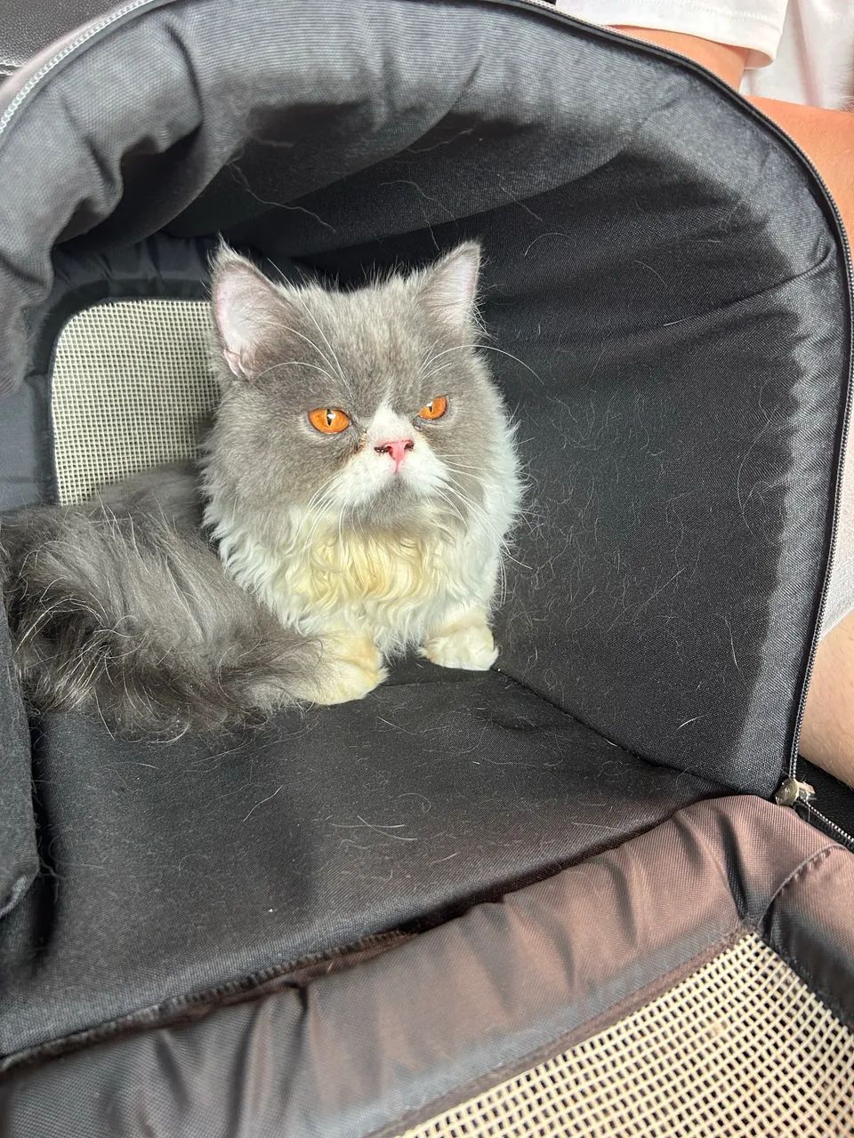 Gato persa  - Foto 3