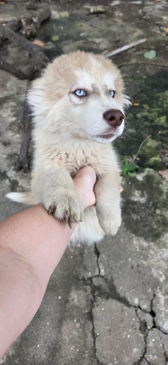Husky Siberiano Macho - Foto 2
