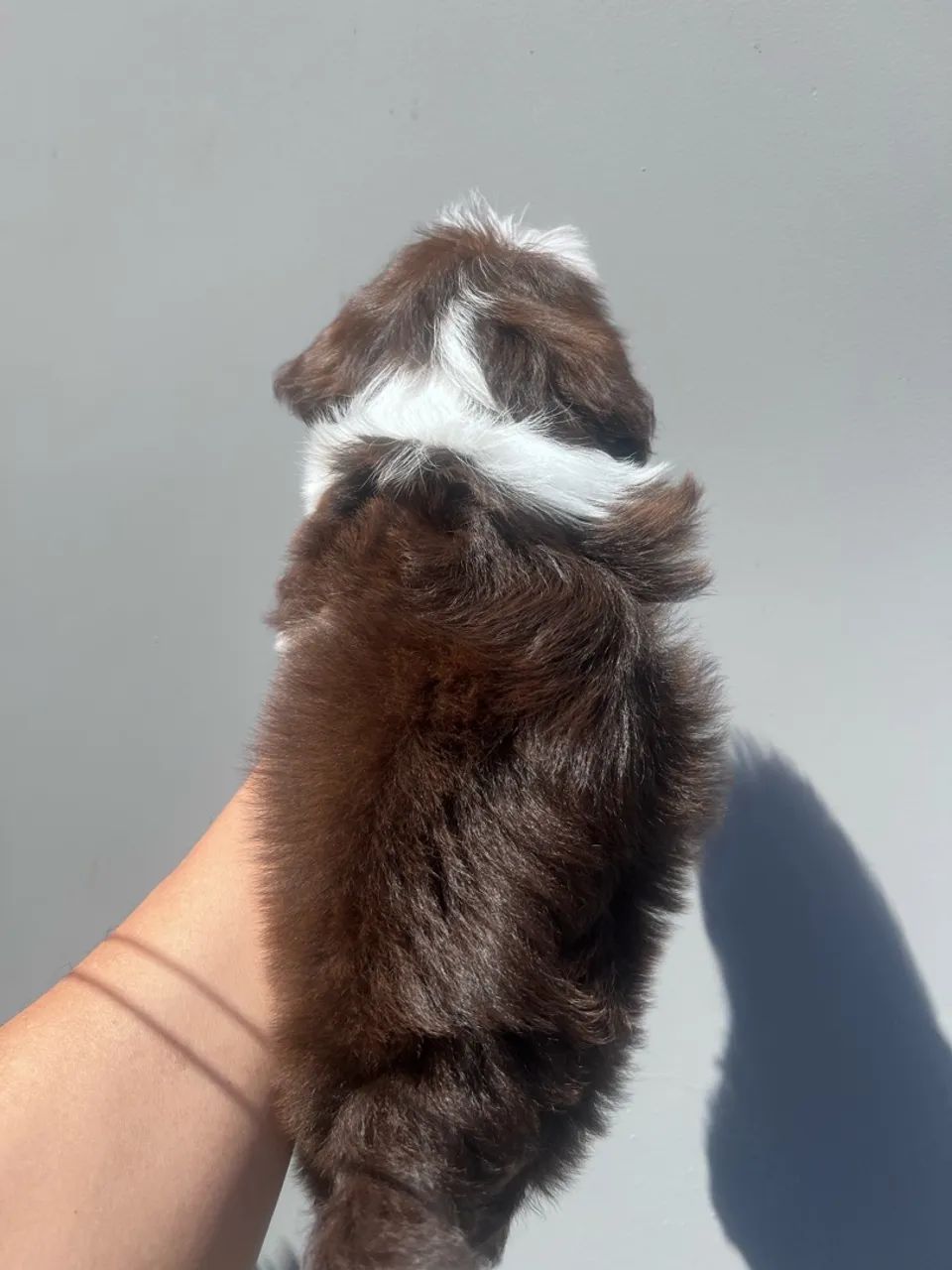 Shitzu Mini - Foto 4