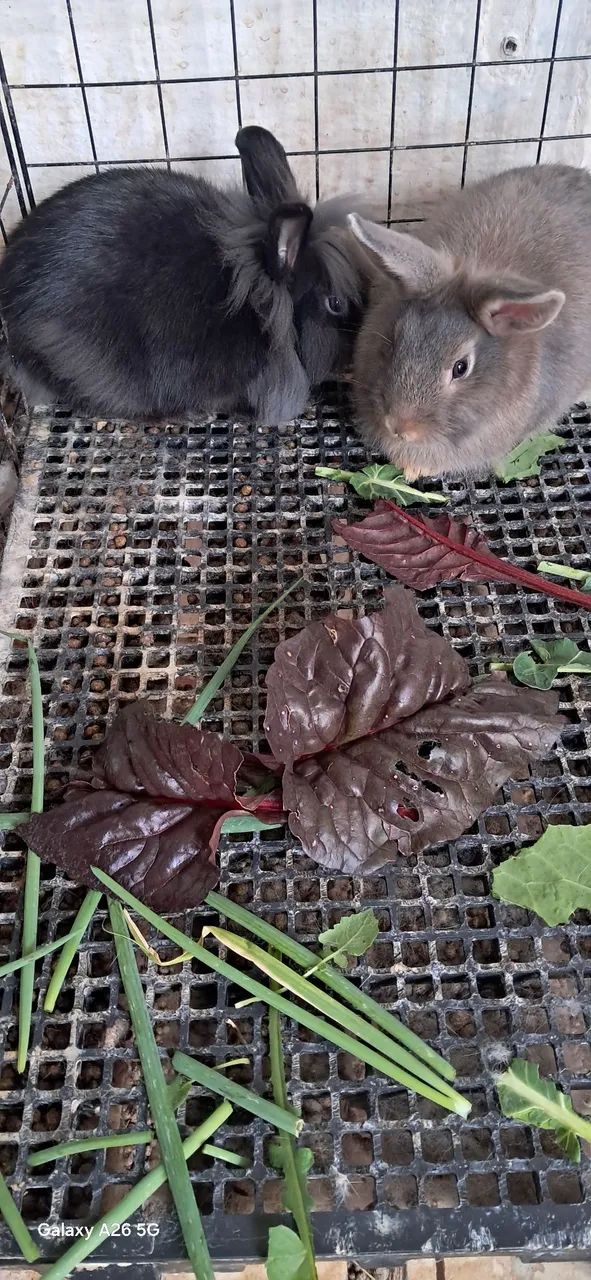 Coelhos, laion juba de leão  - Foto 4