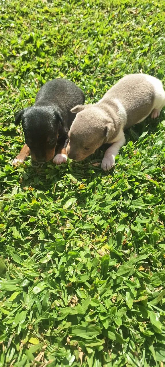Filhotes de pinscher zero  - Foto 2