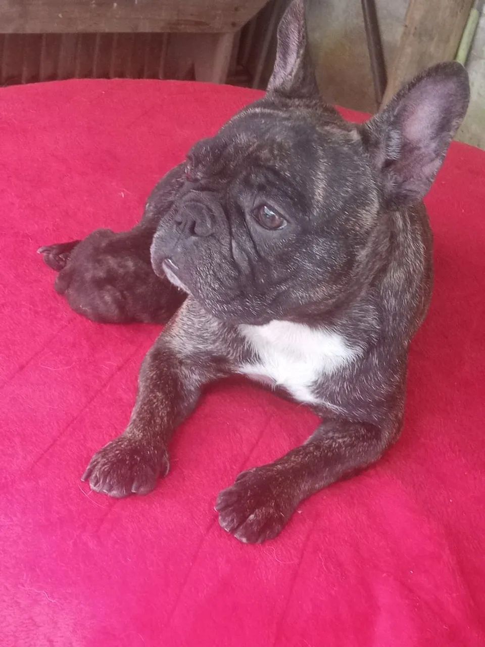 Mãe e filha venda Bulldog francês  - Foto 3