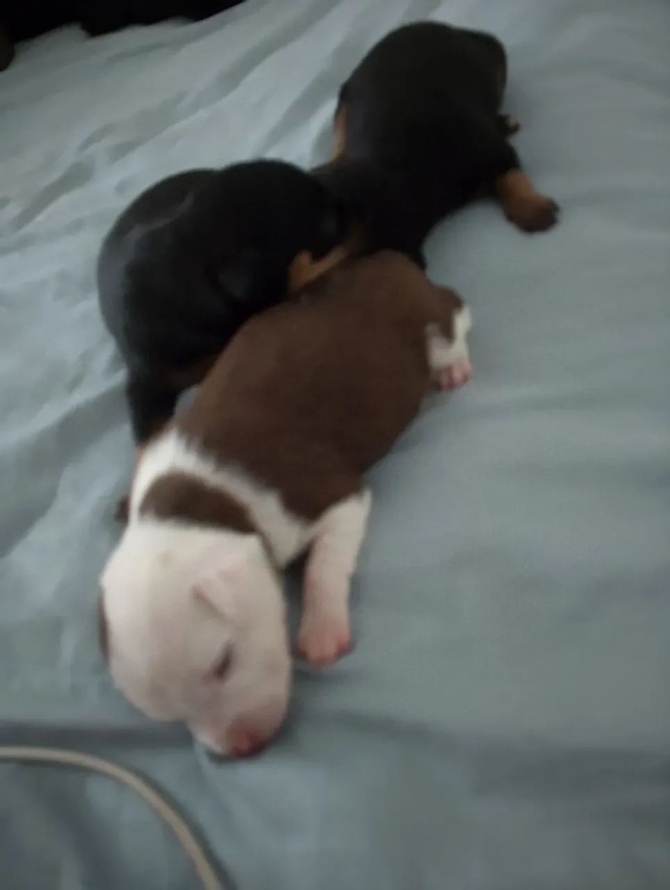 Pinscher  - Foto 5