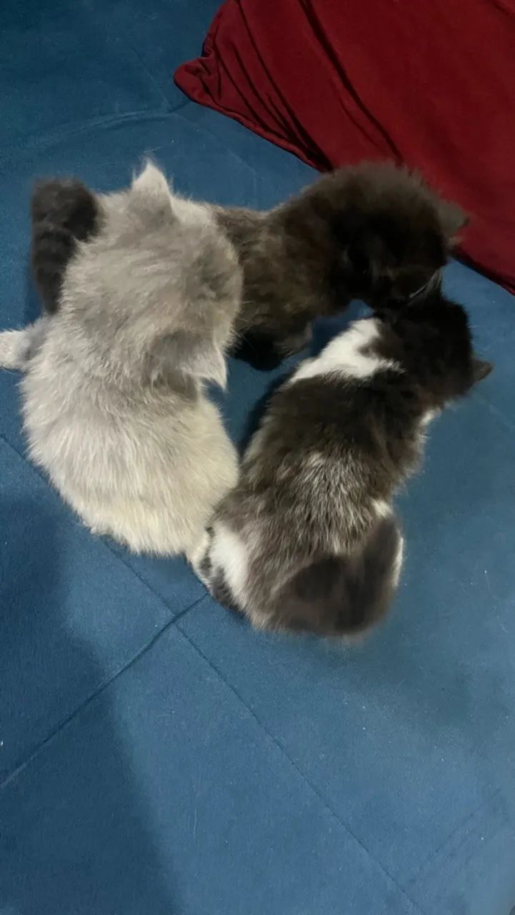 Gato - Foto 2