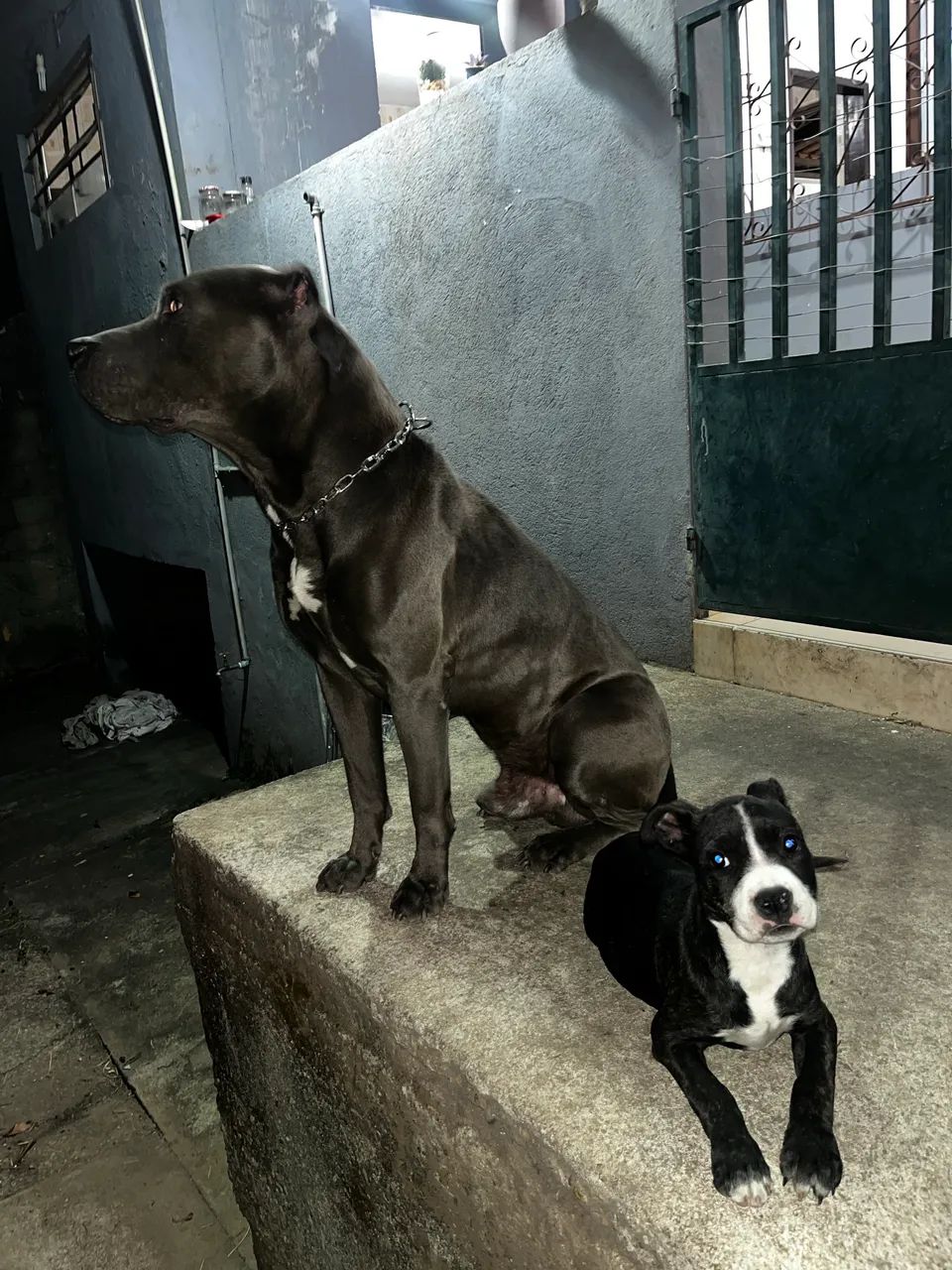 Filhote pitbull  - Foto 2