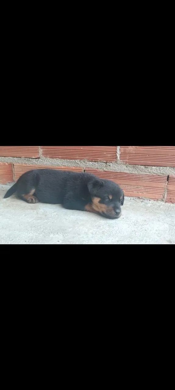 Rotwailer macho - Foto 3