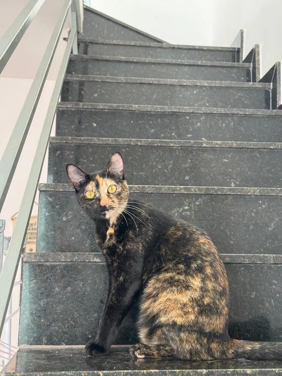 Doação de 2 Gatos - macho e fêmea  - Foto 4