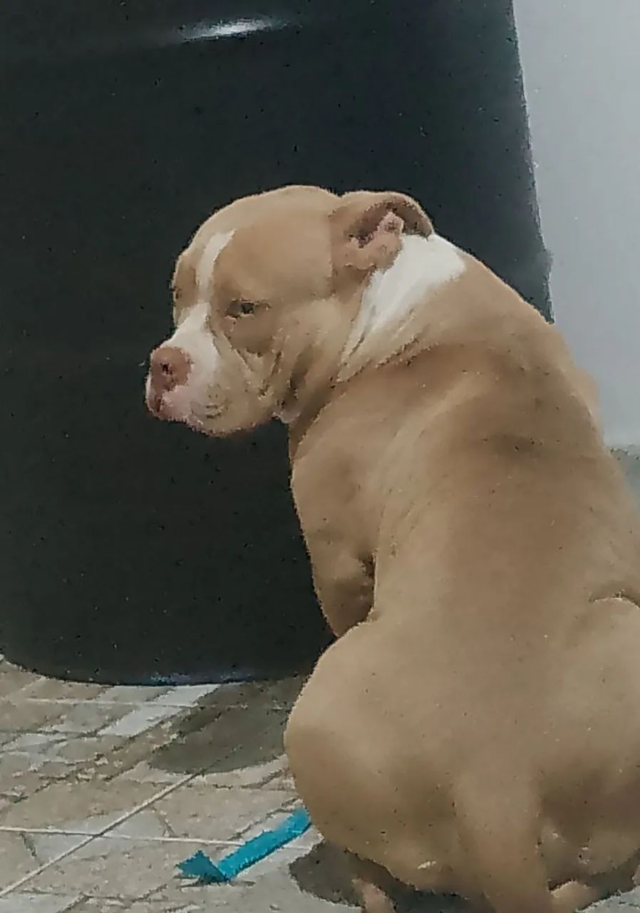 Cachorro 