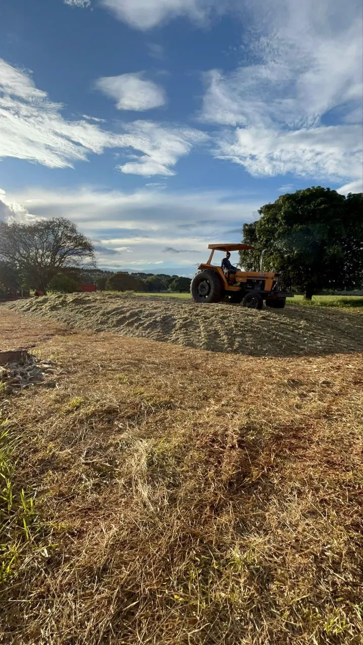 Silagem de milho  - Foto 2