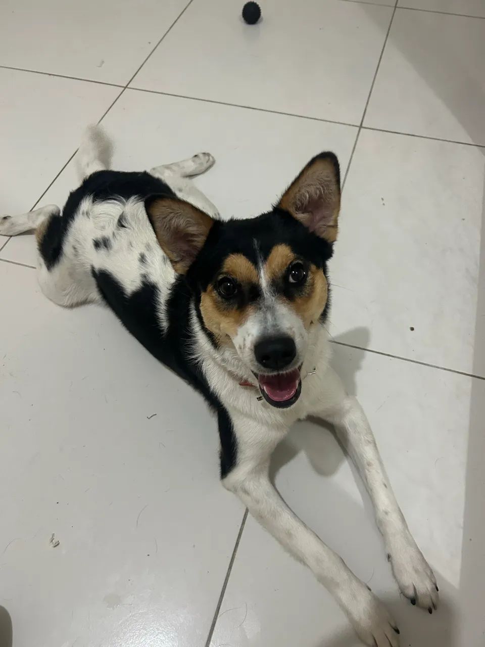 Doação de Cachorrinha - Foto 2