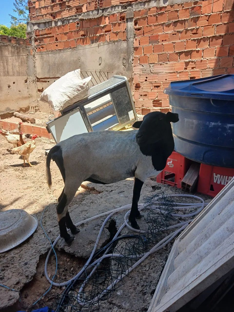Ovelha  - Foto 2