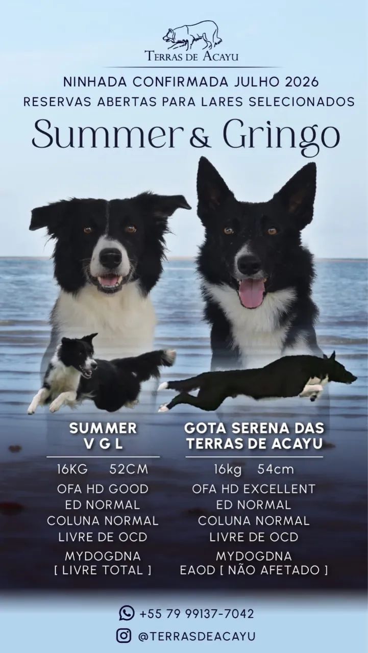Filhotes de Border Collie - Foto 5