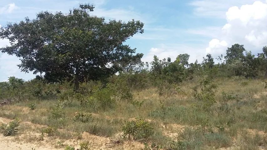 Chácara Financiada de 1.000 m2 em Curvelo e Cordisburgo - Foto 2