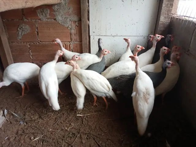 Angolas adultas - Foto 2
