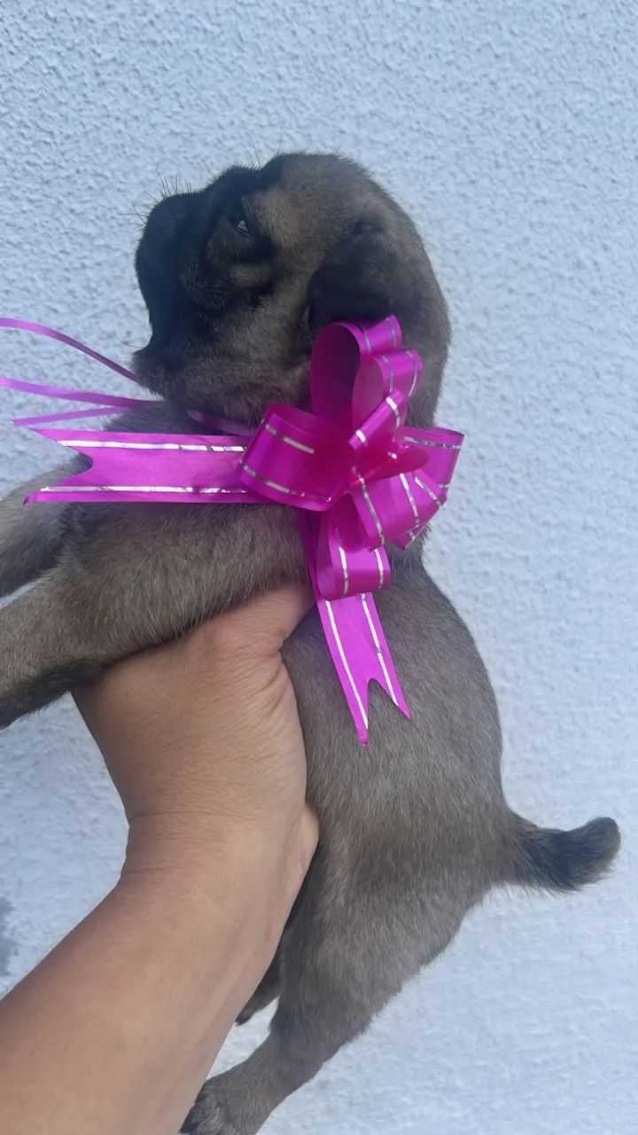 Pug - Foto 4