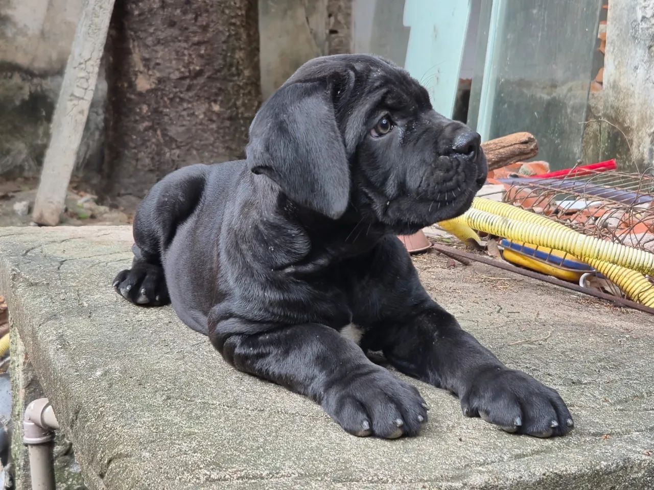 Cane Corso com pedigree 