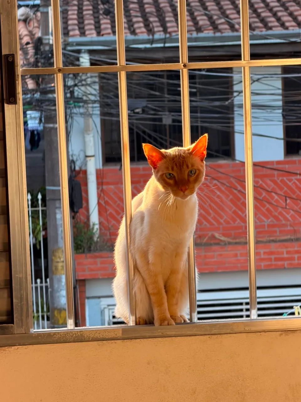 doação gato  - Foto 2