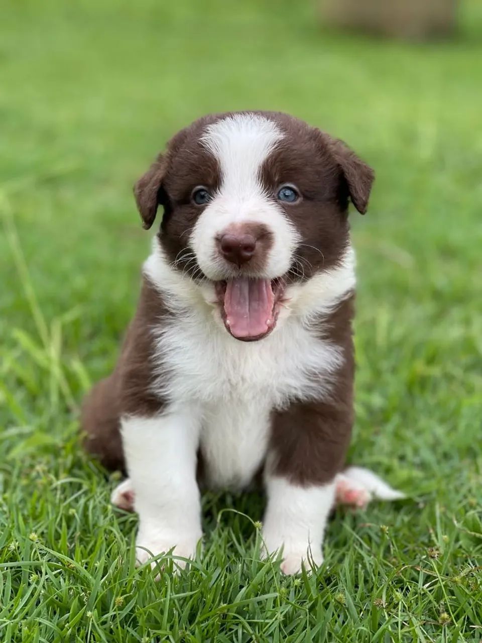 BORDER collie para Bahia  - Foto 3