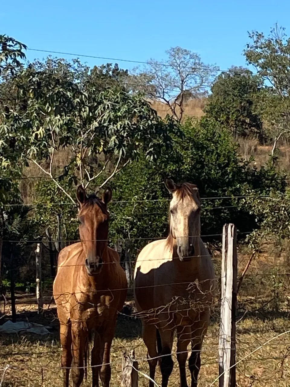 Cavalo - Foto 3